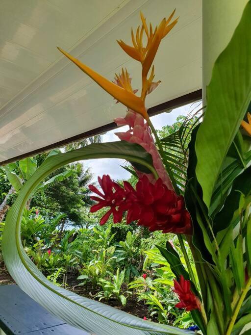 Raiatea, Opoa, Studio Du Fare Reve, Acces Mer Privatif 外观 照片